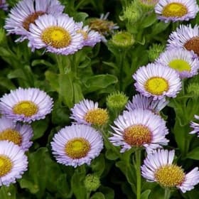 Photo of Erigeron glaucus—1 gallon