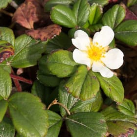 Photo of Fragaria chiloensis—1 gallon