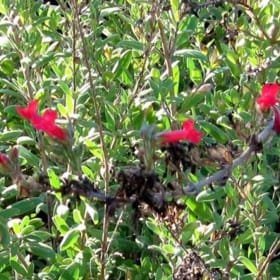 Photo of Gambelia speciosa—1 gallon