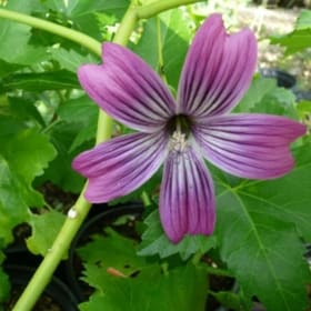 Photo of Lavatera 'Purisima'—1 gallon