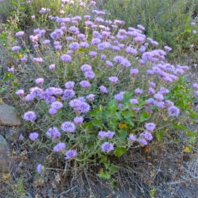 Photo of Monardella odoratissima—1 gallon