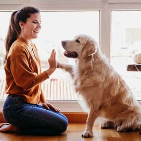 Pawsitive Start: Pet Training Package item
