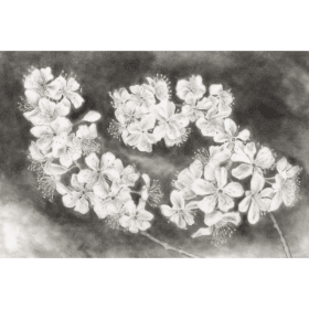 "Rosaceae" (Framed) by Ilka Bauer item