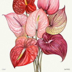 "Anthuriums" 16×20" Limited edition giclée print by Ewa Mosc item