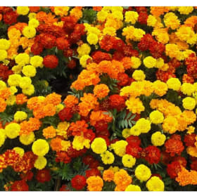 Annual Flats 24 - 36 Plants (packs only) item