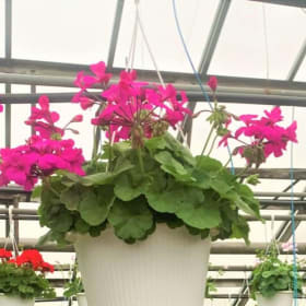 Hanging Baskets - Ivy Geraniums item