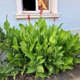 Canna Marabout (vert) item