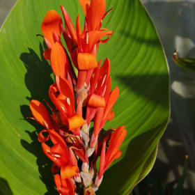 Canna Marabout (vert) item