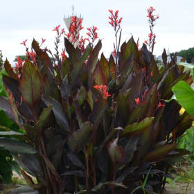 Canna Ibis (pourpre) item