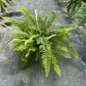 10" hanging basket - fern item