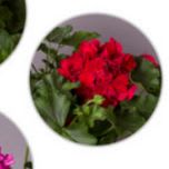 8.5" Geranium Planter Red item