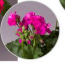 8.5" Geranium Planter Hot Pink item