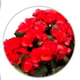 6.5" Begonia Orange item