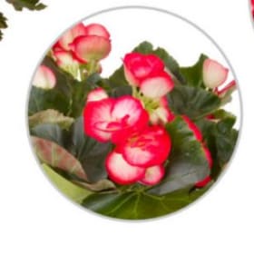 6.5" Begonia Coral item