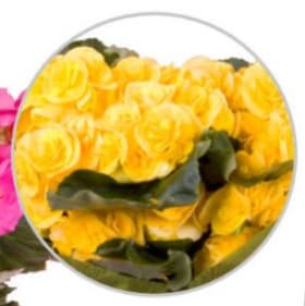 6.5" Begonia Yellow item
