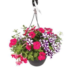 Confetti Garden HB item