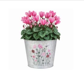 Vintage Tin Cyclamen item