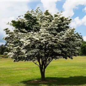 Kousa Dogwood (Cornus kousa) item