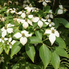 Kousa Dogwood (Cornus kousa) item