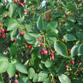 Autumn Brilliance Serviceberry (Amelanchier  grandiflora ‘Au item