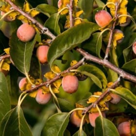 Persimmon (Diospyros virginiana) item