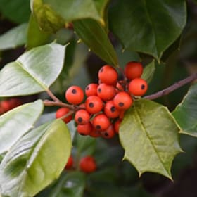 American Holly(Ilex opace ‘Satyr Hill') item