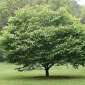 American HornBeam (Carpinus carolina) item