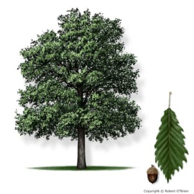 Chinquapin Oak (Quercus muehlenbergii) item