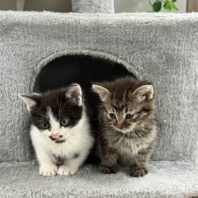 Kitten Adoption Sponsorship (Under 2 yrs old) item
