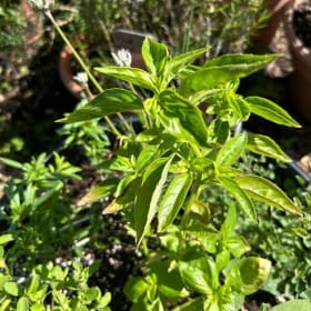 G2 - Large Wreath and Herb Planter item