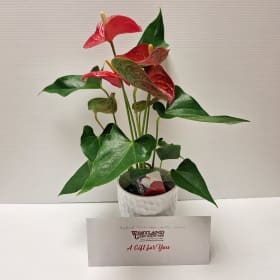 G6 - Plant and Gift Certificate & Gift Bag item