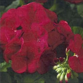 Dark Red Geranium- 4.5in Pot item