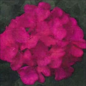 Purple Geranium- 8in Pot item