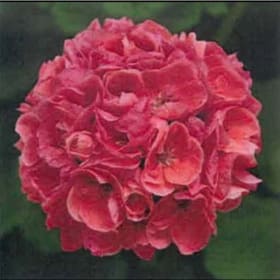 Salmon Geranium- 4.5in Pot item