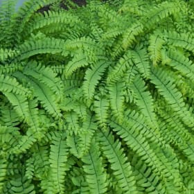 Ferns item