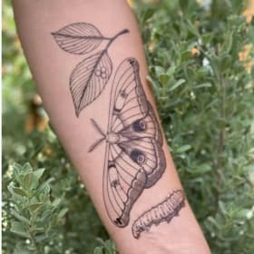 NatureTats "Polyphemus Moth" Temporary Tattoo item