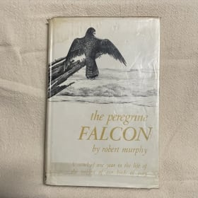 The Peregrine Falcon by Robert Murphy item