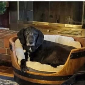 Wine Barrel Dog Bed MUST BE PICKED UP item