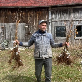 Bundle of 5 trees item