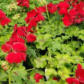 Geranium CALLIOPE® LARGE 'Dark Red' Quart - (Pelargonium int item