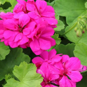 Geranium CALLIOPE® CASCADE 'Violet' Quart - (Pelargonium int item