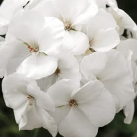 Geranium CALLIOPE® MEDIUM 'White' Quart - (Pelargonium inter item