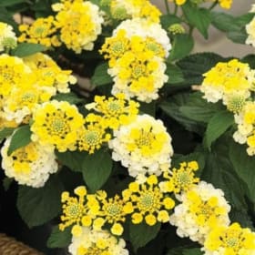 Lantana BANDANA® LEMON ZEST PP21617 3.5" - (Lantana camara ' item