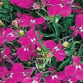 Lobelia RIVIERA 'Rose' 3.5" - (Lobelia erinus) item