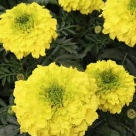 Marigold, African INCA II™ 'Yellow' 606 - (Tagetes erecta) item