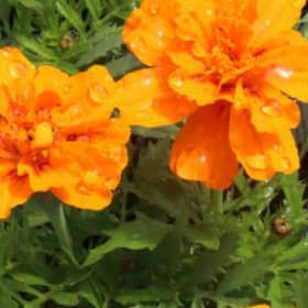 Marigold, French DURANGO® TANGERINE 606 - (Tagetes patula 'p item