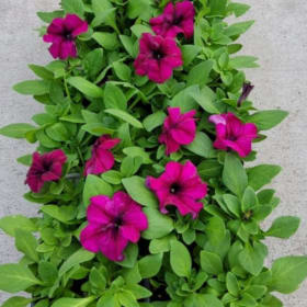 Petunia TRITUNIA™ 'Burgundy' 606 - (Petunia) item