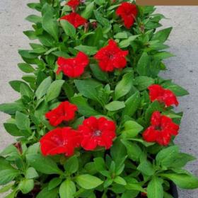 Petunia TRITUNIA™ 'Red' 606 - (Petunia) item
