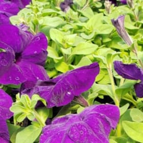 Petunia TRITUNIA™ 'Blue' 606 - (Petunia) item