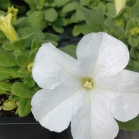 Petunia TRITUNIA™ 'White' 606 - (Petunia grandiflora) item